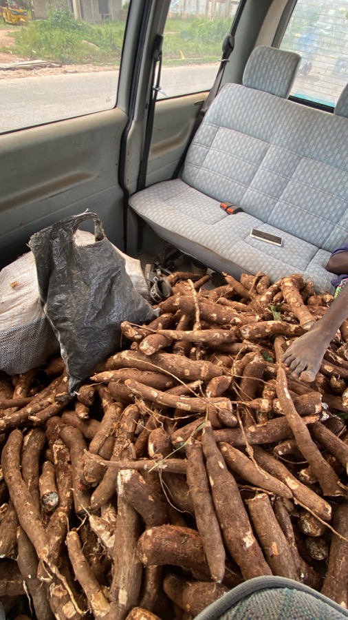 Fresh cassava harvest loaded into a vehicle