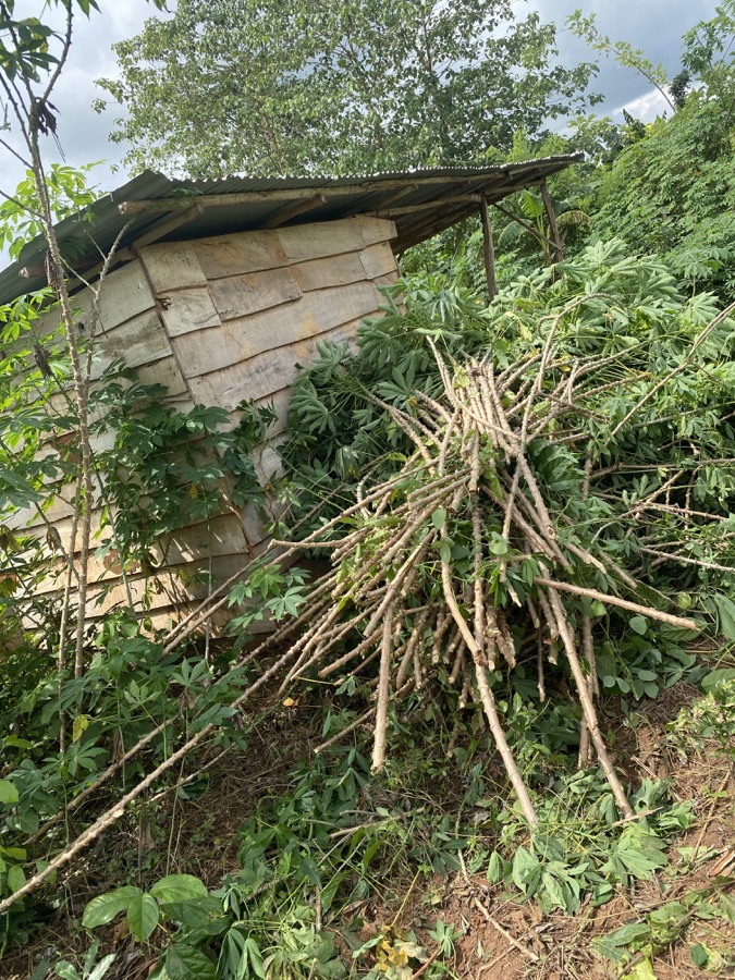 Cassava stems and roots near a farm shed