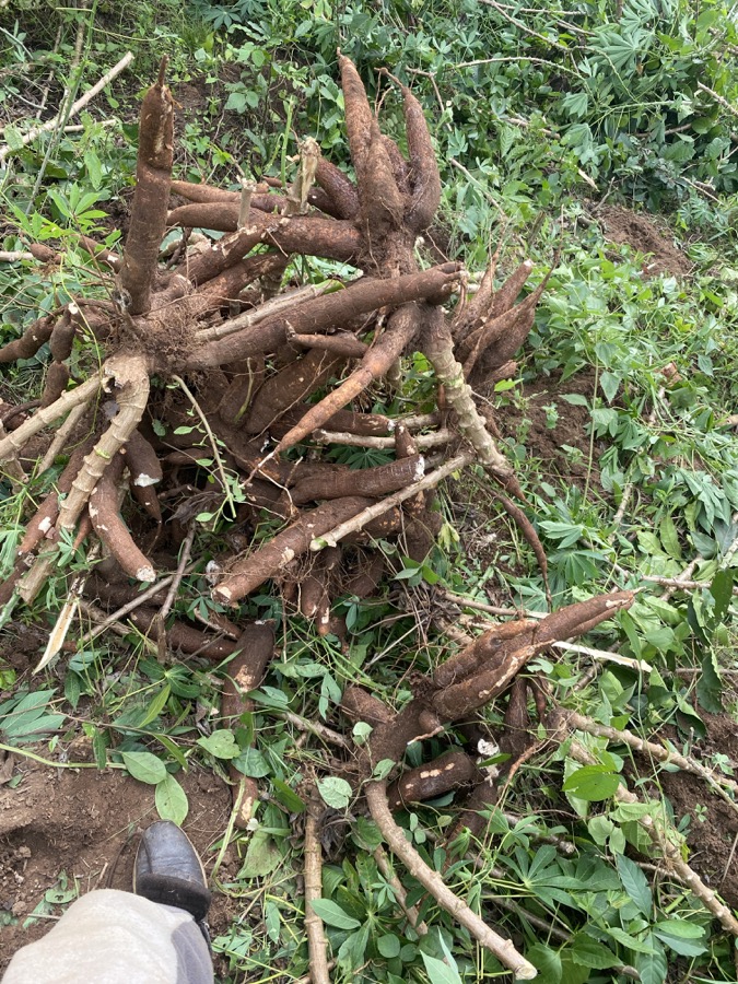 Freshly uprooted cassava roots on the ground