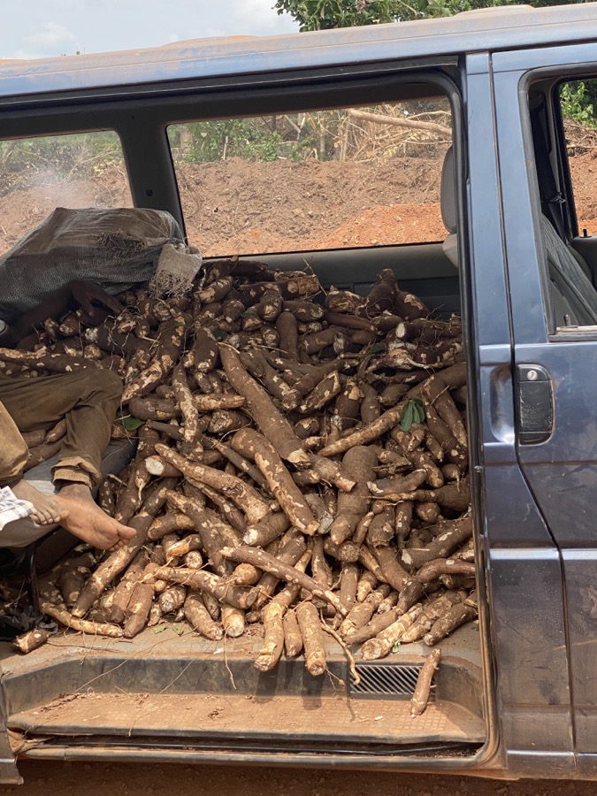 Cassava roots stacked inside a van for transport