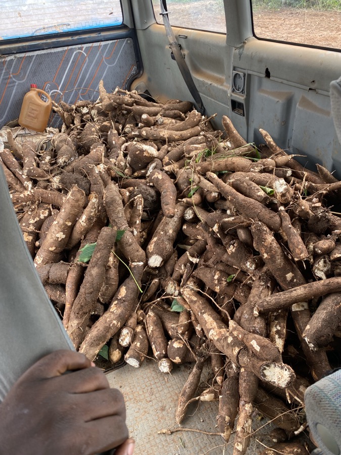 Cassava roots arranged in a vehicle after harvest