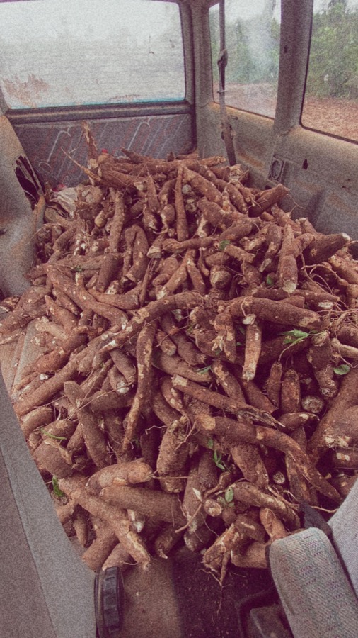 Vehicle interior filled with harvested cassava