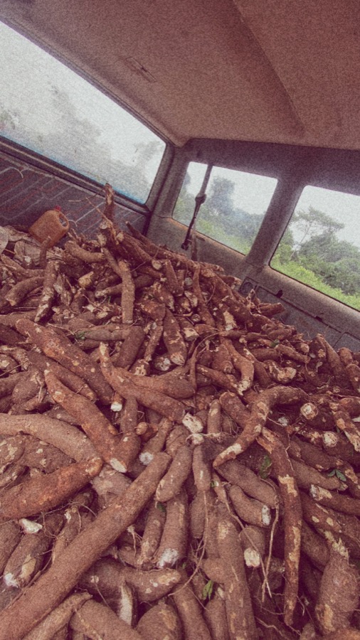 Large cassava load inside transport vehicle